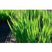 Organic Hulled Barley - Non-GMO, Grown in Rocky Mountains | Cache Harvest Co. Premium | 16 Ounces - Buy Online on SooperMarket.com