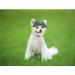 Bbeart Camouflage Pet Hat - Sports Cap with Ear Holes & Chin Straps for Medium & Large Dogs (XL) - Stylish Leisure Visier & Sun Protection - Buy Online on SooperMarket.com