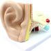 Ear Anatomy Template. Hearing System Template. Typhoupling Ear Texture Template