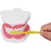 Teeth Model Toothbrushes - Dental Teaching Tool Kit | 120 Open & Clear View for Effective Learning - Buy Online on SooperMarket.com