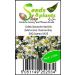Pcs - 1200x Real German Chamomile Matricaria Chamomilla EKO Plants - Seeds K435 & Plants Shop by Ipsa - Buy Online on SooperMarket.com