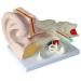 Anatomical Human Ear Magnification Model Removable Ear Texture Ear Template Labyrinth Suitable for Medical Teaching