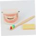 Shop Minkissy 3 Sets Early Education Tooth Toys for Toddlers - Montessori Standard Reusable Kids' Dental Learning Toys - Buy Online on SooperMarket.com