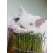 Cat Grass Kits x3 with Extra Strong Catnip - Cat FurNature - Buy Online on SooperMarket.com