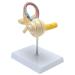 RONTEN Inner Ear Model Inner Ear Labyrinth and Incised Cochlear Cover Model 8X Life-Size Model Medical Anatomy Model of The Internal Structure of The Ear