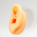 Flexible Waterproof Fake Ear Model for Hospital - Professional & Lifelike Display Mould - Buy Online on SooperMarket.com