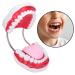 Portable Dental Model for Kids - Lifelike Teeth Brushing Demonstration & Educational Teaching Material - Buy Online on SooperMarket.com