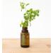 doTERRA Marjoram Essential Oil 15 ml - Premium Quality International Shipping Available - Buy Online on SooperMarket.com