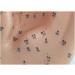 Acupuncture Ear Point Template - 40cm Acupuncture Ear Model - Large Point Figure Point Figure - for Medical Acupuncture and Meridian Points - Buy Online on SooperMarket.com