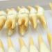 BEAGHTY 2.5x Magnified Tooth Shape Model - 2-Color Dental Structure & Denture Model for Study & Teaching - Buy Online on SooperMarket.com