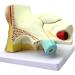 Human Ear Ear External Ear Middle Ear Inner Ear Model Suitable for Medical Teaching - Buy Online on SooperMarket.com