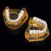 LBYLYH Adult Tooth Replica Model - Medical Dental Teaching Tool for Professionals | International Shipping - Buy Online on SooperMarket.com