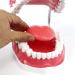 LBYLYH 6X Teeth Model for Dental Care - Dental Study & Laboratory Model with Toothbrush Included | International Shipping Available - Buy Online on SooperMarket.com