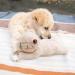Pet Prime Snuggle Bear - Heartbeat Plush Toy for Cats and Dogs - Comfort Toy in Beige - Buy Online on SooperMarket.com