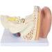 Human Ear Model 5 Times Natural Size Pattern with 3 Parts Illustrating Ear Main Ear Beings Ear Cleaner Internal Ear - Buy Online on SooperMarket.com