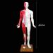 Acupuncture Template - Acupuncture and Male Muscle - 85cm - Half Skin and Half Point Point and Meridians Anatomy