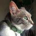 Animal Outfitters UK Purrfect Pastel Collection Cat Collar | Mint Silver Bell | Adjustable Breakaway Kitten Collar - Buy Online on SooperMarket.com
