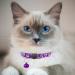 Hepplly 2-Pack Reflective Cat Collars with Bell - Quick Release Kitten Collars (Purple) | Shop Internationally - Buy Online on SooperMarket.com