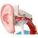 Human Medical Ear Anatomy Pattern Internal Ear Ear earpted Ear with Enlarged Ear Texture - Buy Online on SooperMarket.com
