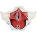 Female Bassin Human Basin Model with Pelvic Floor Muscle Model Ornament - Buy Online on SooperMarket.com