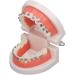 Buy Typodont & Demonstration Tooth Model | Educational Dental Training Tools for Labs - Buy Online on SooperMarket.com