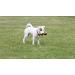 Favour Natural Large Ham Bone Chew Treat for Dogs - Buy Online on SooperMarket.com