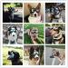 Dog Fashion: Doggles Goggles with UV Protection for Large/Medium Dogs - Buy Online on SooperMarket.com