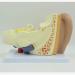 Human Ear Model 3X Enlarged 3-Piece Ear Anatomy Model Professional Ear Simulation Model Shows External Middle and Inner Ear for Medical Education - Buy Online on SooperMarket.com