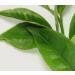 EAU VITALE Aromatherapy Mist - T Verde | Refreshing & Uplifting | Shop Internationally - Buy Online on SooperMarket.com
