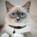 Hepplly 6-Pack Cat Collars - Quick Release Reflective Kitten Collars with Bell (Black) | International Shipping - Buy Online on SooperMarket.com