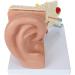 Human Ear Model 5 Times Natural Size Pattern with 3 Parts Illustrating Ear Main Ear Beings Ear Cleaner Internal Ear - Buy Online on SooperMarket.com