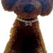 RayMinsino Adjustable Pearl Bone Pendant Necklace for Dogs & Cats - Stylish LL White Collar - Buy Online on SooperMarket.com