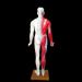 Acupuncture Template - Acupuncture and Male Muscle - 85cm - Half Skin and Half Point Point and Meridians Anatomy - Buy Online on SooperMarket.com