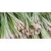 dried lemongrass for tea 50g - Buy Online on SooperMarket.com