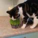 Cat Grass Kits x3 with Extra Strong Catnip - Cat FurNature - Buy Online on SooperMarket.com