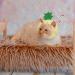 Weewooday 5 Pieces Cat Hat Cat Costume Bunny Hat with Ears Funny Banana Pineapple Cat Hat for Cats and Small Dogs Kitten Puppy Party Costume Accessory Headwear(Cute Style) - Buy Online on SooperMarket.com
