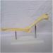 Elbow Joint Model of Dog SSkeleton Bone Model of Dog Ulna Humerus Radial Model - Buy Online on SooperMarket.com