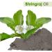 100% Pure Salvia Bhringraj Oil - Natural Cold Pressed for Aromatherapy Skin Care & Hair | Therapeutic Grade Eclipta Alba | 1 Fl Oz - Buy Online on SooperMarket.com
