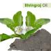 Pure Salvia Bhringraj Oil (Eclipta alba) - 100% Natural Cold Pressed Essential Oil for Aromatherapy Skin & Hair Care - Therapeutic Grade 3.38 fl oz - Buy Online on SooperMarket.com