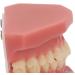 Teeth Demonstration Model - Orthodontic Mouth Training Reusable 28 Tooth Simulation for Dental Professionals & Hospitals - Buy Online on SooperMarket.com