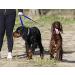 Police style dog training lead 6ft Multiple colours (Blue) - Buy Online on SooperMarket.com