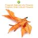 100% Pure Natural Lily Tea - Organic Dried Premium Lilies 35g | Health Benefits & International Shipping - Buy Online on SooperMarket.com