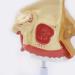 Anatomical Model Throat Nose Model of The Mouth of Nasal Cavity Medical Anatomical - Buy Online on SooperMarket.com