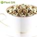 Buy Apple Blossom Flower Tea 50g - Dried Apple Flower Health Tea for Anti-Acne & Freckles - International Shipping Available - Buy Online on SooperMarket.com