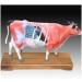 Acupuncture and Moxibustion Model Anatomy Animal Niuniu Diagram Traditional Teaching Organ - Buy Online on SooperMarket.com