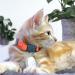 Shop Kittyrama Cats & Kittens Neck Bands - Vogue Featured Vet Approved Breakaway & Hypoallergenic Styles in Tangerine & More! - Buy Online on SooperMarket.com