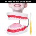 Portable Dental Model for Kids - Lifelike Teeth Brushing Demonstration & Educational Teaching Material - Buy Online on SooperMarket.com
