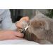 High-Quality Claw Scissors for Cats - Safe & Easy Nail Care for Beginners - International Shipping - Buy Online on SooperMarket.com