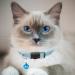 Hepplly 2-Pack Reflective Cat Collars with Bell - Quick Release Kitten Collars (Light Blue) - International Shipping Available - Buy Online on SooperMarket.com