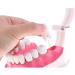 F Fityle 2X Magnification Model Teeth - Removable PVC for Dental Education | International Shipping Available - Buy Online on SooperMarket.com